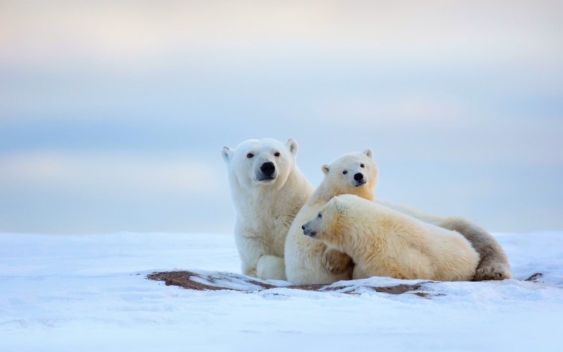Cold, Bears, Snow, Winter, 1080P, Polar