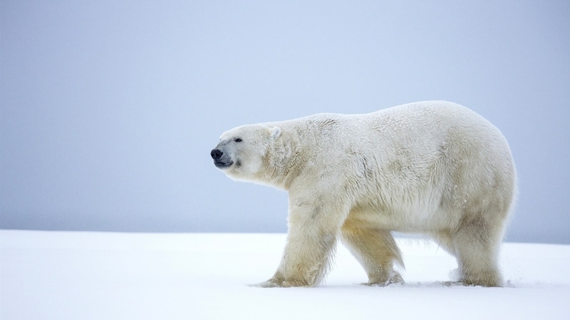Bear, Snow, Alaska, 1080P, Lonely, Polar, Winter, Walk