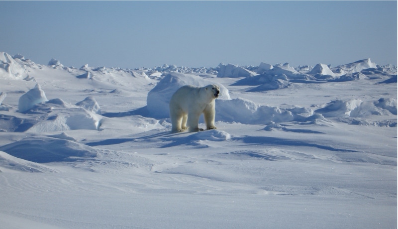 north, fur, animals in the wild, animal, full length, polar Bear, predator, cold temperature, carnivore, snow, cold, polar, wild, white color, bear, winter