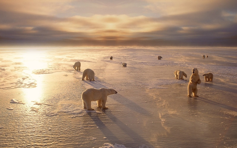 Sunset, 1080P, Snow, Cold, Polar, Bears, Winter