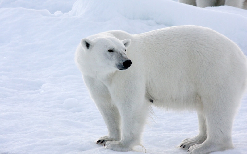 Color, Polar, 1080P, Bear, White, Snow, Winter