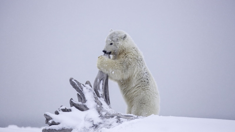 frozen, winter, snow, day, animal wildlife, snag, animals in the wild, bear, Alaska, one animal, polar, polar bear, animal, cub, outdoors, vertebrate