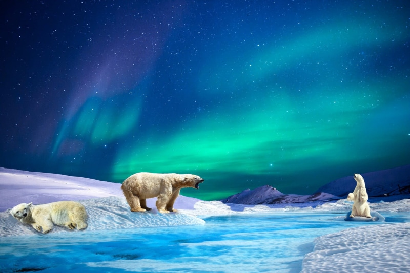 polar bear, illustration, night, environment, cold, water, polar climate, icy, northern lights, sky, white, 1080P, mountain, nothern, bear, sternen, animal themes