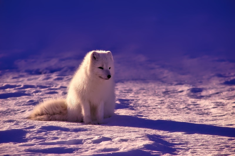 mammal, no people, wildlife, snow, white, wofl, 1080P, ice, sunlight, frozen, beautiful, white color, norway, nature, one animal, cold temperature, arctic