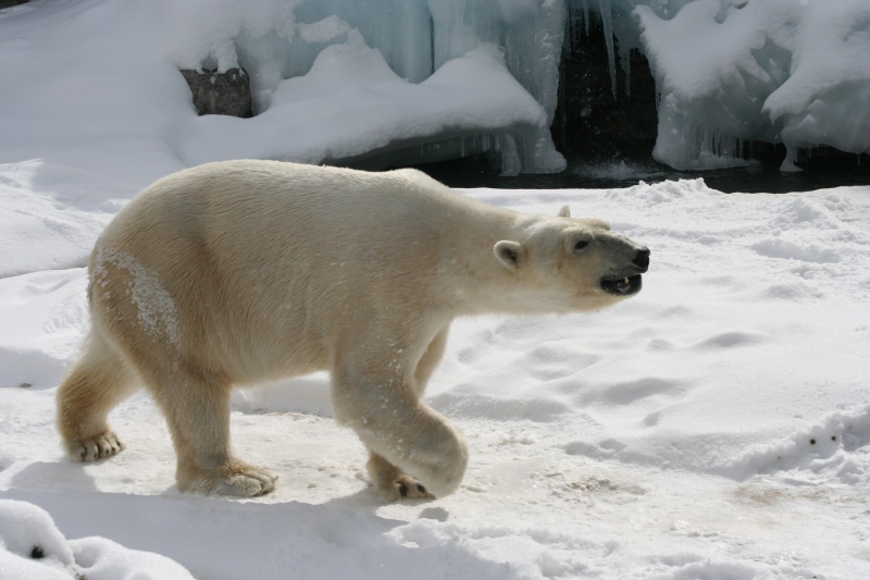white, polar, mammal, one animal, bear, snowing, cold temperature, wildlife, arctic, polar bear, animal themes, ice, 2K, snow, cold, frozen, winter, zoo
