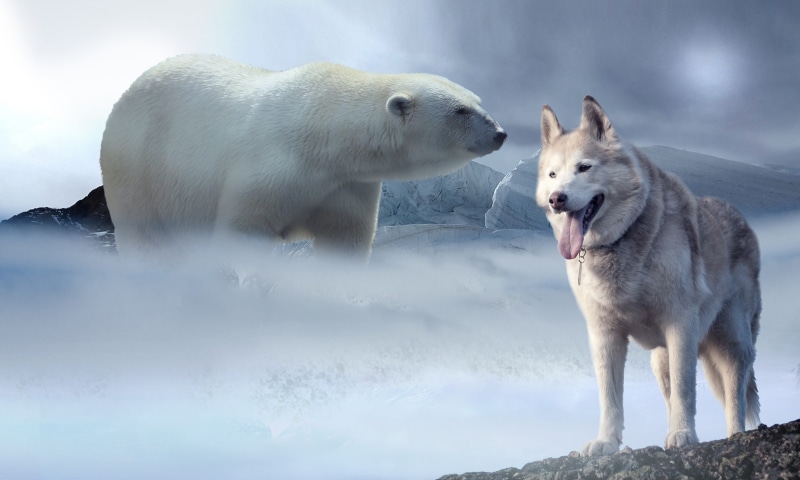 wolf, climate, 2K, frost, frosty, one animal, climate change, aggression, animal, Husky, threat, habitat, cold temperature, Snow, animals in the wild