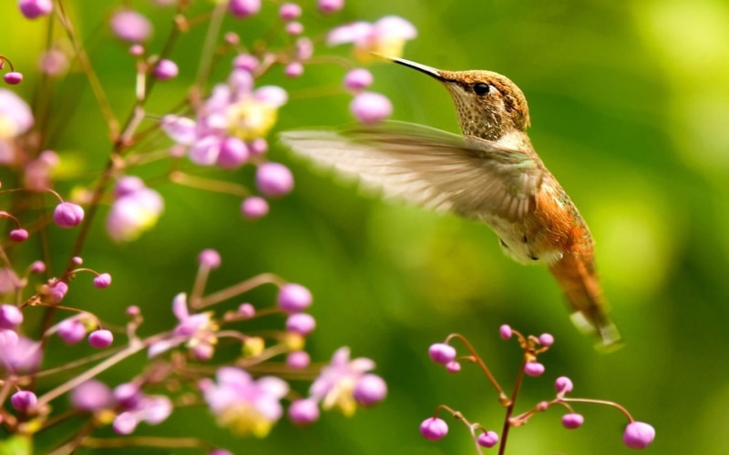 Bird, birds, hd, colibri, art, animals, Flowers, beautiful, 720P