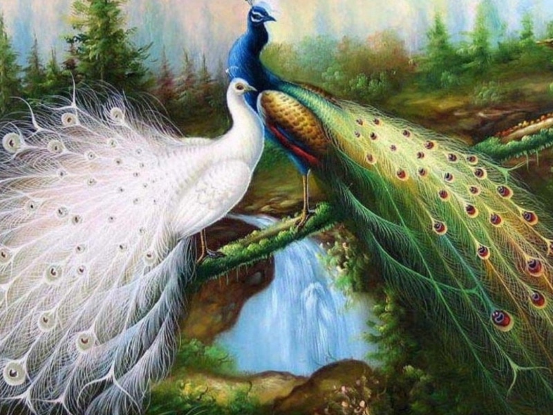 water, feather, 720P, animal head, color Image, plant, marine, male animal, wildlife, animals In The Wild, Peacock, reef, multi Colored, beauty In Nature