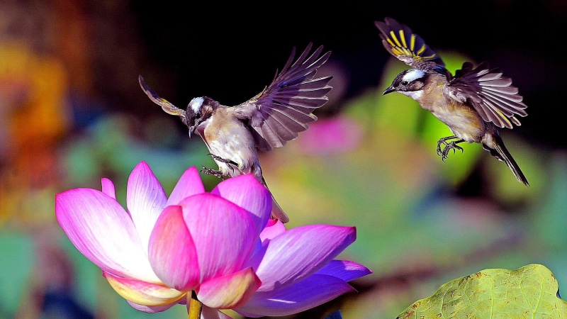 flower, bird, fauna, passerine, flora, little bird, wildlife, cute, 1080P, lotus, wing, flying, pink flower, birds