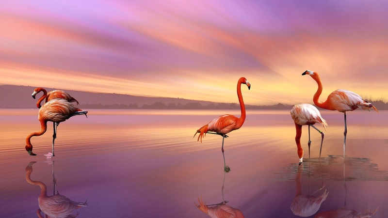 purple sky, birds, water bird, bird, flamingos, sunset, 1080P