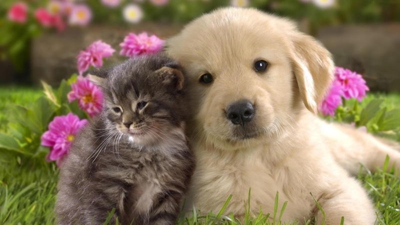 cute, doggie, 1080P, huddle, dog, cat, kitty