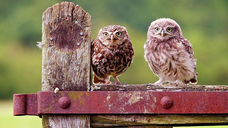 vertebrate, 1080P, wood - material, little owl, nature, beak, animal themes, animal, bird, animal wildlife, portrait, fence, owls, perching, wildlife
