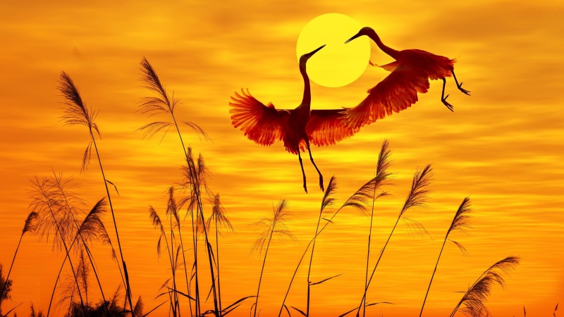 wildlife, crane, bird, silhouette, grass, sky, sunrise, flower, calm, sunset, 4K