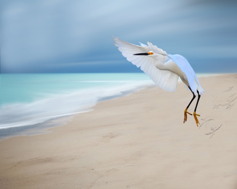 animal, Flamingo, white, seashore, Water, 5K, seagull, Beach, sea, depth of field, nature, photo, nikon D5300, Ocean, zoom lens, outdoor, Beautiful, egret