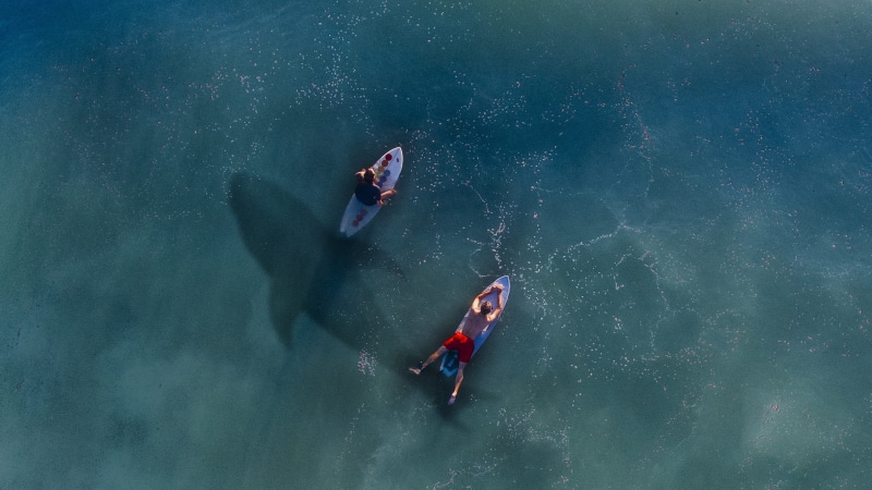 silhouette, surfboard, sport, hai, two, men, real people, water, beach, leisure activity, kayakers, white, risk, exploration, day, rowing, unnoticed, horror