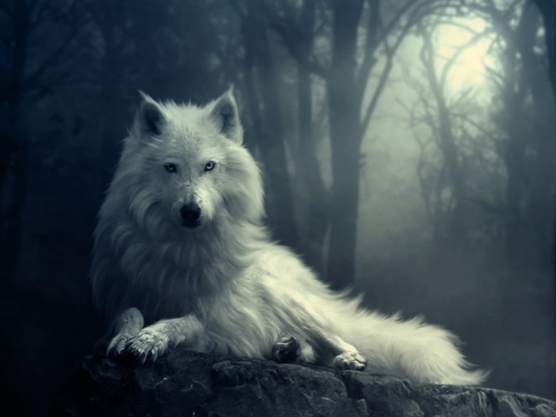 white, 480P, moon, werewolf, wolf, black