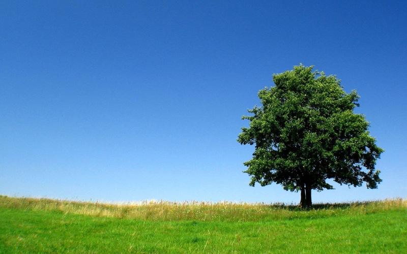 tree, green, alone, grass, field, 3d and abstract, nature, 1080P