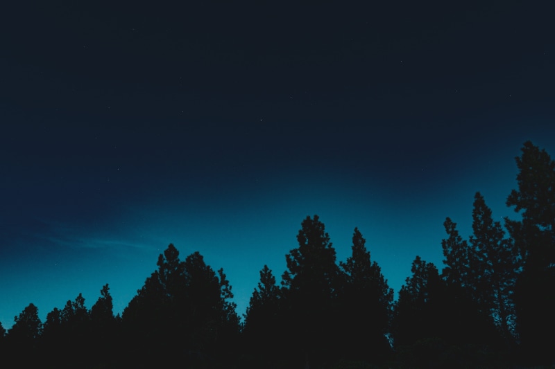 star, trees, dark, plant, up, gradient, background, outdoors, woodland, tranquil scene, idyllic, light, non-urban scene, tree, forest, tranquility