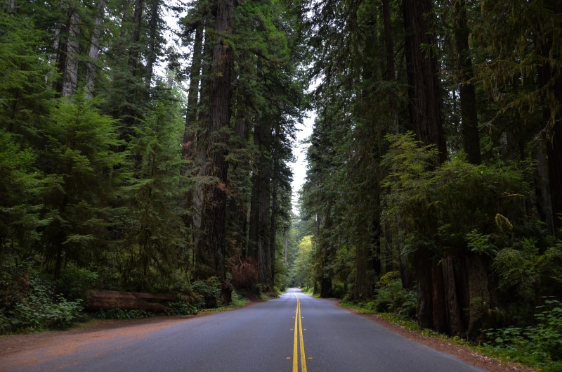 tranquility, 4K, Trees, day, redwood national park, growth, outdoors, empty road, road marking, woodland, no People, plant, Usa, sign, asphalt, direction