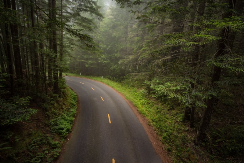 cA, road, gray, trees, asphalt, landscape, California, Mystical, 720P, tree, nature, concrete road, greenery, highway, surrounded, concrete, fog, forest