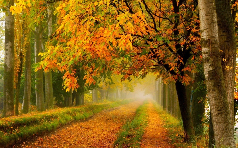 Yellow, Autumn, Road, Leaves, Trees, Park, Nature, 1080P, Forest