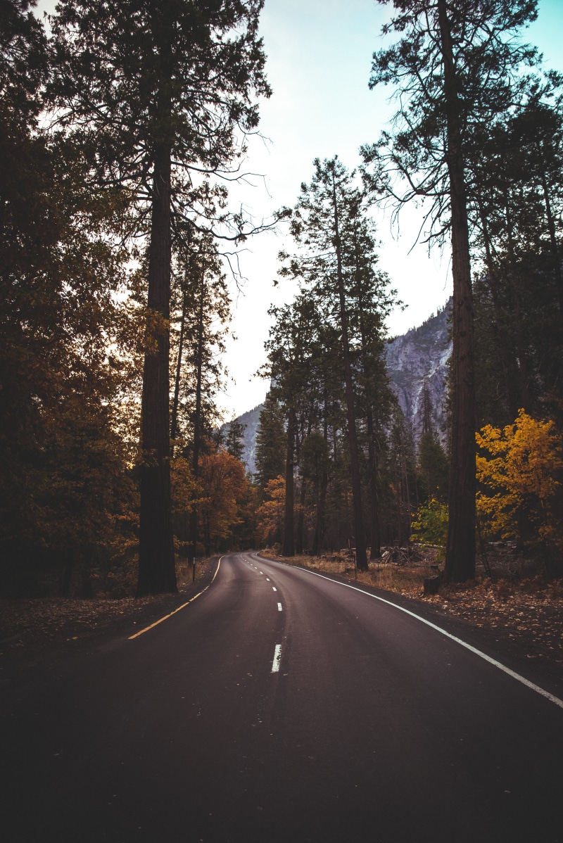 mountain, yosemite valley, fir, the way forward, asphalt, forest, day, land, growth, non-urban scene, path, winter, trunk, tranquility, beauty in nature