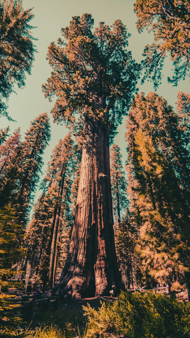 bark, tranquility, larch, beauty in nature, low angle view, painting, sky, abies, tranquil scene, non-urban scene, sequoia national park, united states