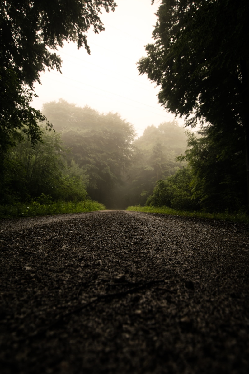 gravel, trees, woods, land, direction, forest, green, non-urban scene, the way forward, ground, no people, sky, tranquil scene, moody, nature, tranquility