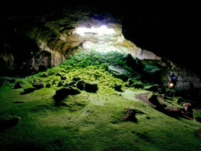 grass, tranquil scene, tranquility, solid, plants, moss, illuminated, ladders, nature, green color, ferns, built structure, sunlight, history, rock, night