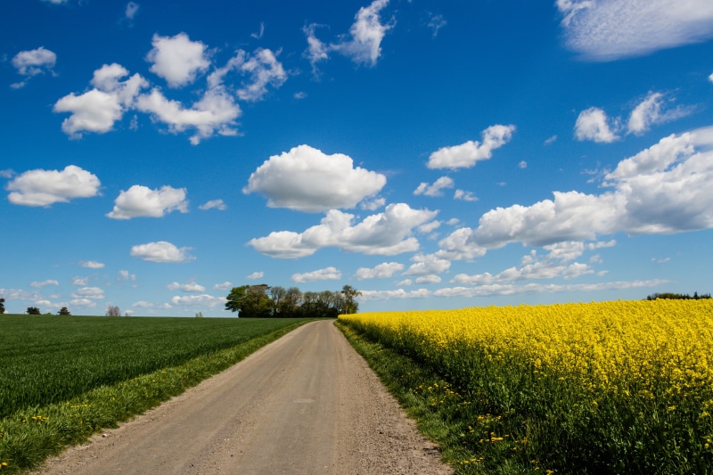 nature, outdoors, Landskap, Landscape, white, scenery, blue, clouds, field, daytime, corn field, Raps, rural Scene, fält, moln, summer, yellow, 4K, canola