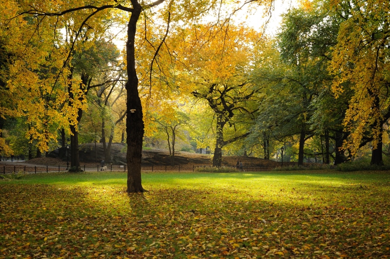 autumn, zf, sunlight, zeiss, outdoors, grass, nikon, nature, nik, forest, park - Man Made Space, photo, 4K, manhattan, central park, october, new york city