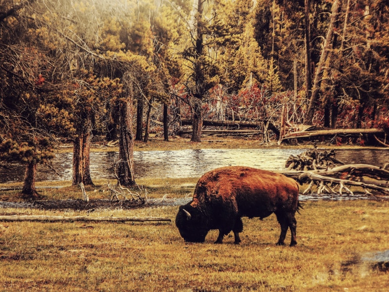 grazing, autumn, plant, no people, spring, herbivorous, wood, brown, black, summer, vertebrate, scenery, scenic, blue, tree, country, bison, natural, colorful