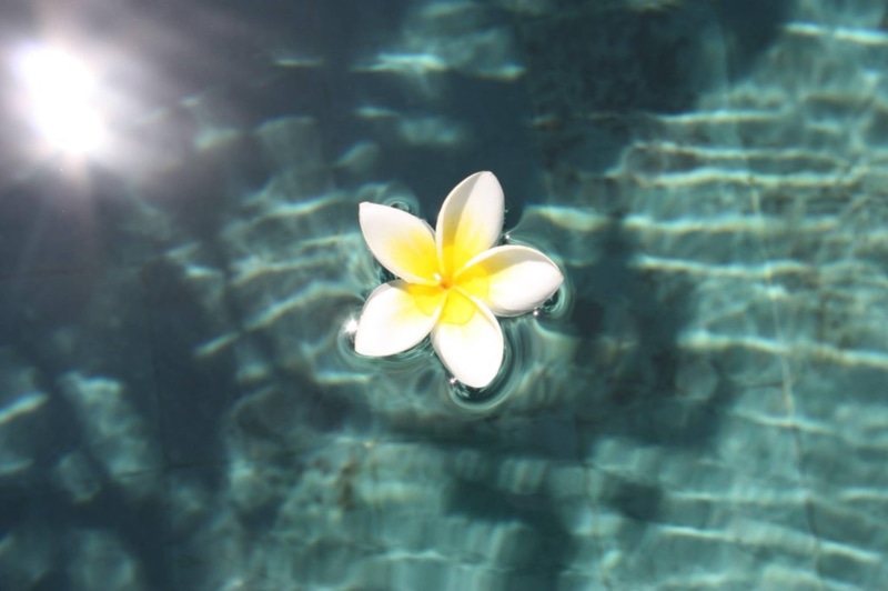 frangipani, plumeria, hawaii, 2K, exotic, swimming, pool, flower, water, lagoon, island, paradise, blue, floating