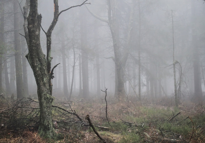 autumn, tree trunk, mist, outdoors, mystery, hazy, autumn light, tree, remote, spooky, gloomy, tranquility, land, woodland, trees, mood, covered, morning