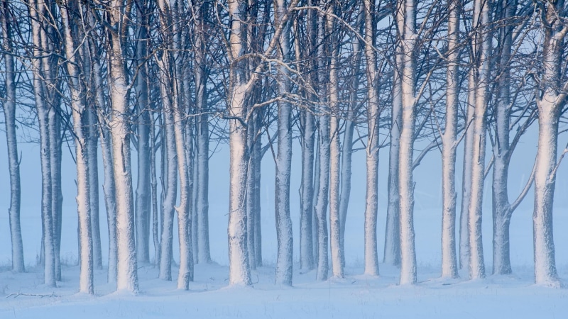 scenics - nature, land, 2K, trunks, no people, tree, woodland, trees, pine tree, outdoors, branch, pine woodland, tranquility, snowing, mist, forest, nature