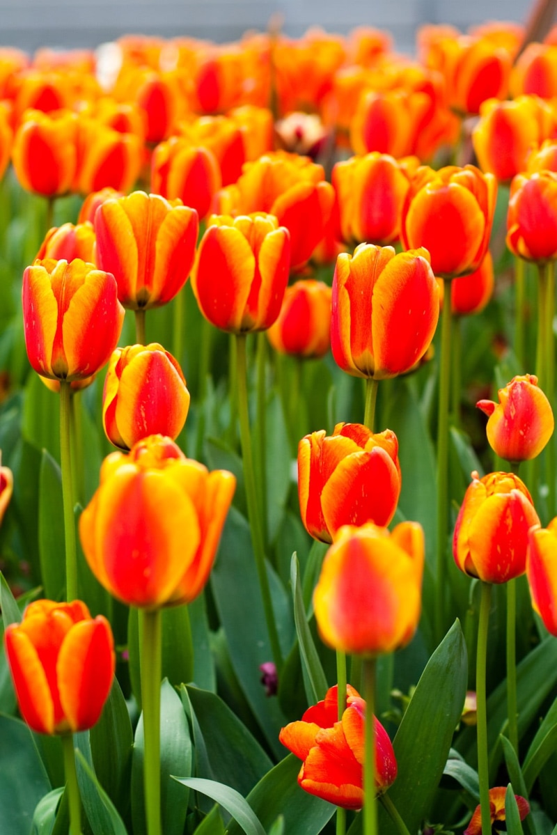 photography, depth, nature, red, plant, multi Colored, green Color, outdoors, tulip, springtime, season, yellow, flowerbed, summer, field, beauty In Nature