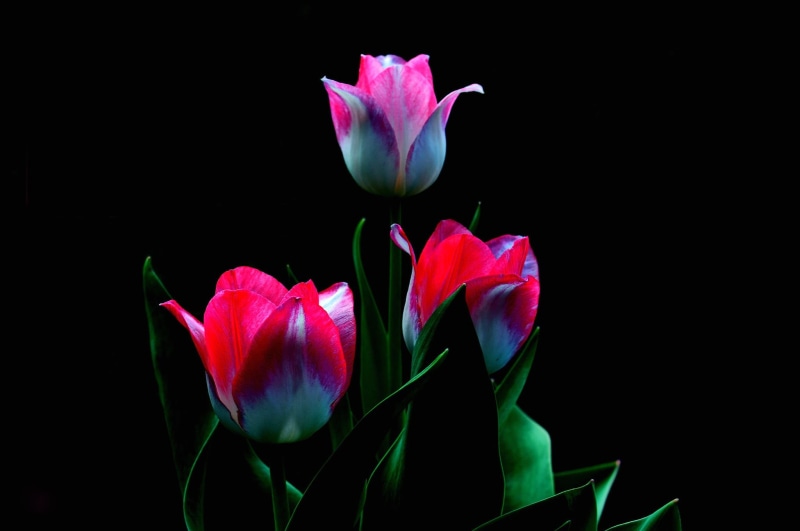 flower head, plant part, black background, plant, fragility, close-up, pink color, 1080P, nature, flower, freshness, plants, studio shot, flower arrangement