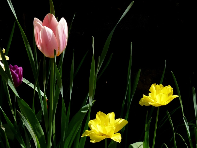 flowers, season, petaled, tulip, plant, springtime, nature, 4K, yellow, flower, pink, photography