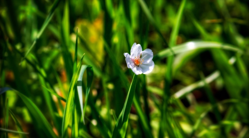 petaled, vulnerability, Japan, Aichi Prefecture, no people, white color, fallen, sakura, Pink, close-up, Seasons, Mikawa, focus on foreground, canon, outdoors