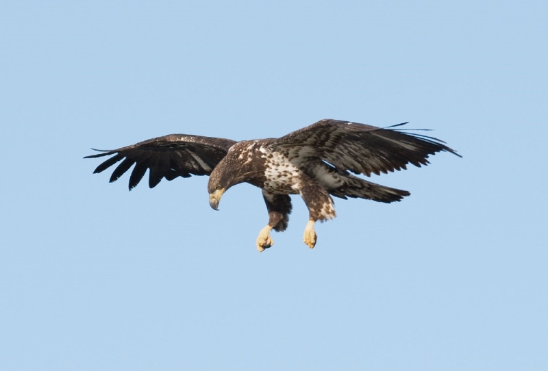 juvenile, animal, bird of Prey, sky, one animal, animal themes, bird, predator, spread wings, young, wildlife, wild, eagle, motion, carnivore, raptor, bald Eagle