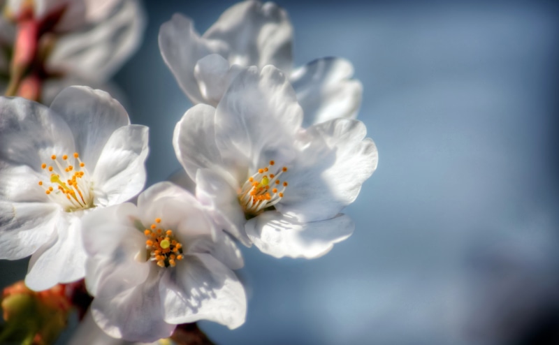 vulnerability, Mikawa, growth, Aero, objects, flowering plant, cherry tree, close-up, Pink, Japan, freshness, Flowers, Macro, Photography, orchids, sakura