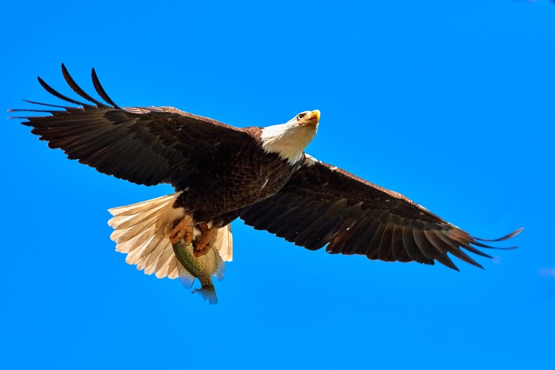 nature, catch, blue, no people, animal, low angle view, darlington, freedom, bird of prey, vertebrate, flying, clear sky, eagle, mid-air, animal wing, one animal
