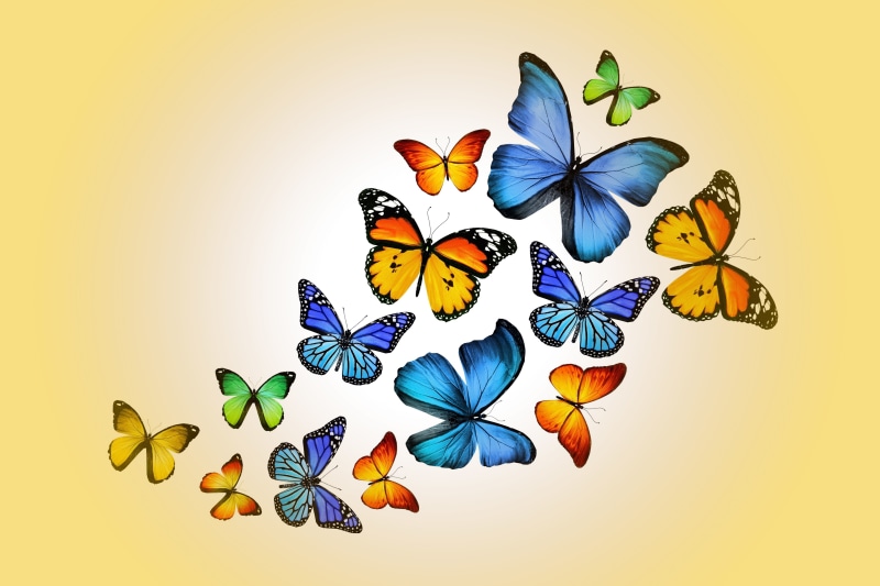 butterfly - insect, yellow, animal, 4K, color, indoors, invertebrate, art and craft, creativity, floral pattern, colored background, flower, assorted