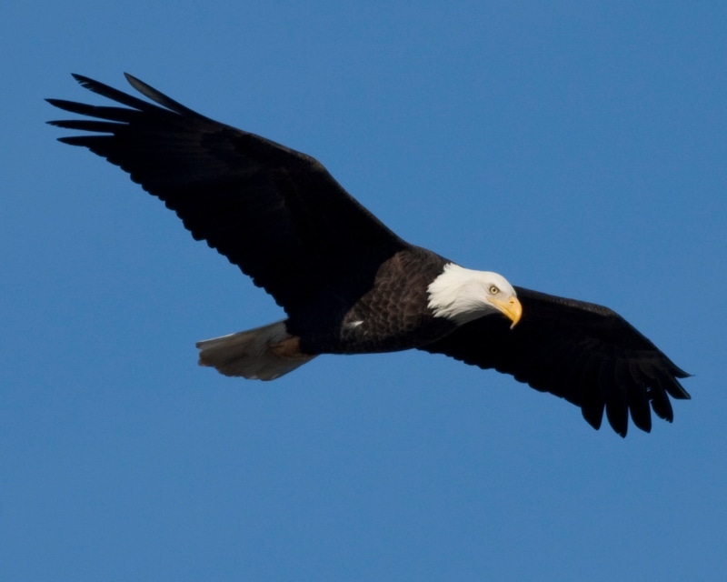 bald eagle, animal wildlife, eagle, copy space, blue, animal body part, bird of prey, wildlife, freedom, soar, animal, one animal, clear sky, animals in the wild