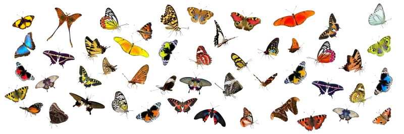 group of animals, offspring, banner, cut out, header, variation, assorted, colorful, white background, fly, multi colored, food and drink, insect, animals