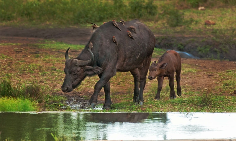 mammal, black, bovine, no people, calf, cape, vertebrate, nature, two animals, cape buffalo, water, drink, domestic animals, plant, animals in the wild