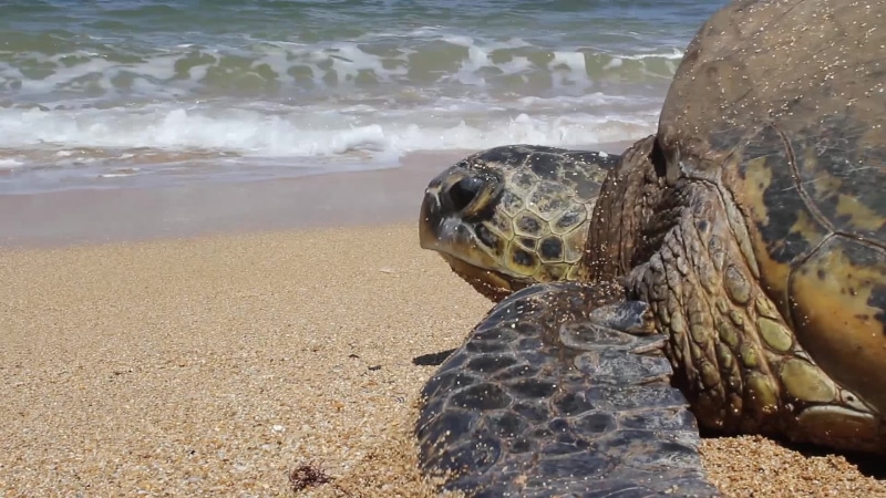 vacation, sea, hawaii, brown, aquatic, tortoise, shore, ocean, animal body part, animals in the wild, animal mouth, beach, sea turtle, water, marine, vertebrate