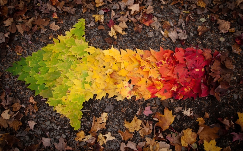 leaves, autumn, towards, 2K