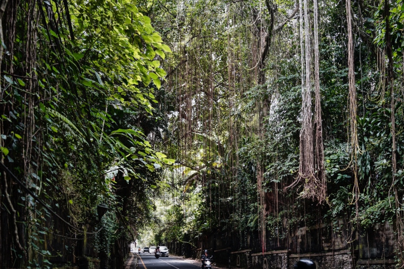 street, forest, automobile, tree trunk, jalan raya towards campuhan, outdoors, growth, car, building, vehicle, nature, lush foliage, transportation, green color