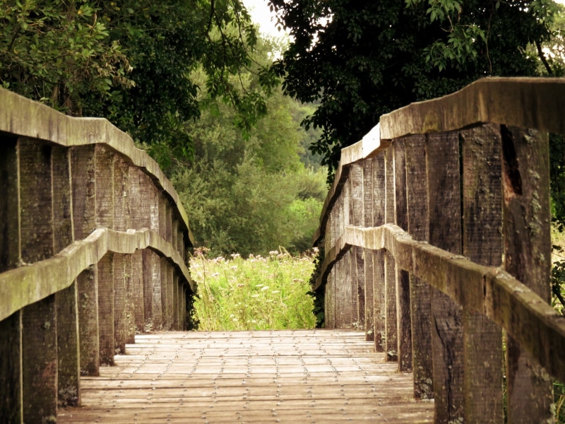 footpath, nature, wood - material, plant, green, 1080P, footbridge, empty, connection, travel, growth, bridge - man made structure, towards, wooden, the way forward